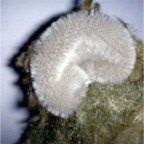Ohrrepariert_web